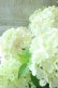 画像3: ノリウツギ "プチチェリー" 16cmポット