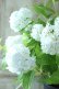 画像6: 山紫陽花 "花吹雪" 18cmポット