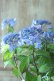 画像3: 山紫陽花 "千姫" 14cmポット