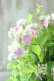 画像7: 山紫陽花 "桃色山あじさい" 20cmポット