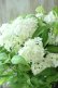 画像7: 山紫陽花 "白舞妓" 20cmポット