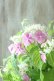 画像10: 山紫陽花 "桃色山あじさい" 20cmポット