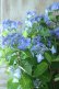 画像11: 山紫陽花 "夜明けまえ" 20cmポット