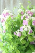 山紫陽花 "桃色山あじさい" 20cmポット