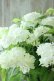 画像5: 山紫陽花 "白舞妓" 20cmポット