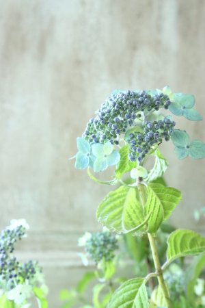 画像10: 山紫陽花 "津江の緑澄" 14cmポット