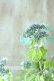画像10: 山紫陽花 "津江の緑澄" 14cmポット