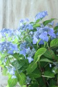 山紫陽花 "夜明けまえ" 20cmポット