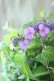 画像8: 山紫陽花 "日高新錦" 20cmポット