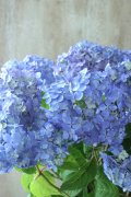 山紫陽花 "津江のこでまり" 14cmポット
