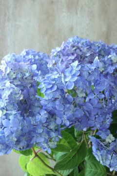 Hydrangea&Autumnal Hydrangea - Jardin de Violettes