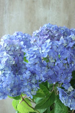 画像1: 山紫陽花 "津江のこでまり" 14cmポット