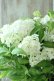 画像8: 山紫陽花 "白舞妓" 20cmポット