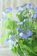 画像8: 山紫陽花 "星の雫" 20cmポット