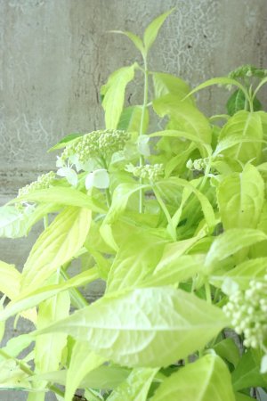 画像2: 山紫陽花 "黄金駿河" 14cmポット