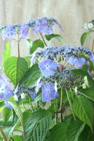 画像2: 山紫陽花 "星の雫" 20cmポット