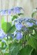 画像2: 山紫陽花 "星の雫" 20cmポット (2)