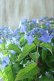 画像10: 山紫陽花 "夜明けまえ" 20cmポット