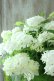 画像4: 山紫陽花 "白舞妓" 20cmポット