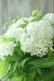 画像2: 山紫陽花 "白舞妓" 20cmポット (2)