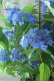 画像5: 山紫陽花 "あいの流れ星" 20cmポット