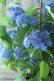 画像6: 山紫陽花 "あいの流れ星" 20cmポット