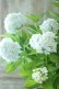画像10: 山紫陽花 "花吹雪" 18cmポット