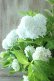 画像3: 山紫陽花 "花吹雪" 18cmポット