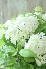 山紫陽花 "白舞妓" 20cmポット