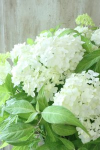 山紫陽花 "白舞妓" 20cmポット