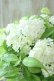 画像1: 山紫陽花 "白舞妓" 20cmポット (1)