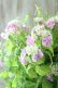 画像3: 山紫陽花 "桃色山あじさい" 20cmポット