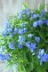 画像4: 山紫陽花 "美栄の華" 20cmポット