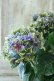 画像7: 秋色紫陽花 "月虹~げっこう~ ブルー" No.7 16cmポット 