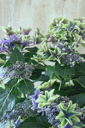画像2: 秋色紫陽花 "月虹~げっこう~ ブルー" No.5 16cmポット 