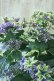 画像2: 秋色紫陽花 "月虹~げっこう~ ブルー" No.5 16cmポット  (2)