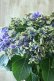 画像5: 秋色紫陽花 "月虹~げっこう~ ブルー" No.8 16cmポット 