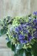 画像3: 秋色紫陽花 "月虹~げっこう~ ブルー" No.7 16cmポット 