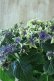 画像5: 秋色紫陽花 "月虹~げっこう~ ブルー" No.5 16cmポット 