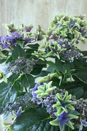 画像1: 秋色紫陽花 "月虹~げっこう~ ブルー" No.5 16cmポット 