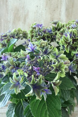 画像2: 秋色紫陽花 "月虹~げっこう~ ブルー" No.7 16cmポット 