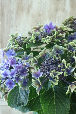 画像2: 秋色紫陽花 "月虹~げっこう~ ブルー" No.8 16cmポット 