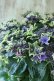 画像8: 秋色紫陽花 "月虹~げっこう~ ブルー" No.6 16cmポット 