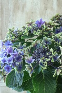 秋色紫陽花 "月虹~げっこう~ ブルー" No.8 16cmポット 