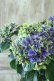 画像4: 秋色紫陽花 "月虹~げっこう~ ブルー" No.7 16cmポット 