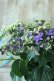 画像3: 秋色紫陽花 "月虹~げっこう~ ブルー" No.5 16cmポット 