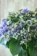 画像6: 秋色紫陽花 "月虹~げっこう~ ブルー" No.8 16cmポット 