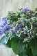 画像4: 秋色紫陽花 "月虹~げっこう~ ブルー" No.8 16cmポット 