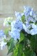 画像8: 山紫陽花 "剣の舞" 14cmポット