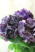 秋色紫陽花 "ディープパープル" No.5